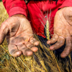 کاهش 4.5 میلیون تنی تولید گندم نسبت به سال گذشته